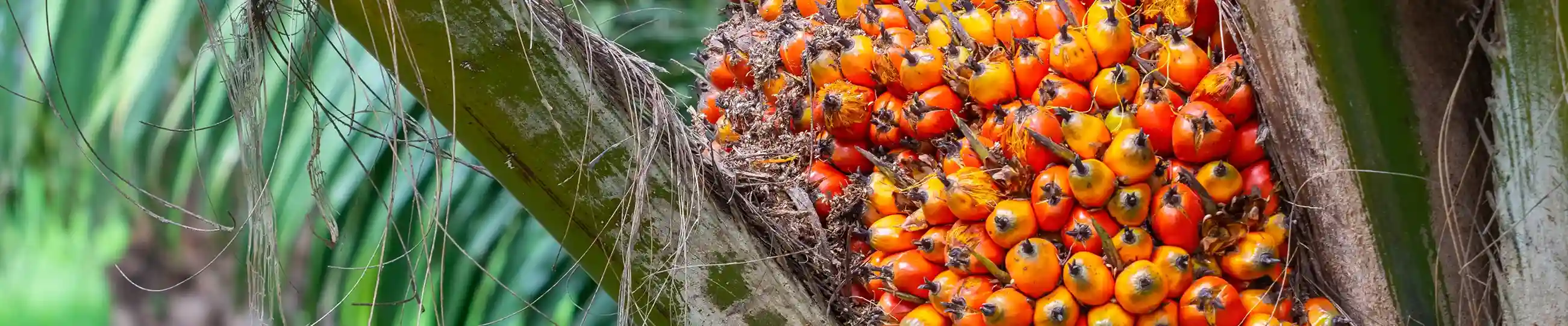 El creciente atractivo de los aceites naturales en el bienestar moderno