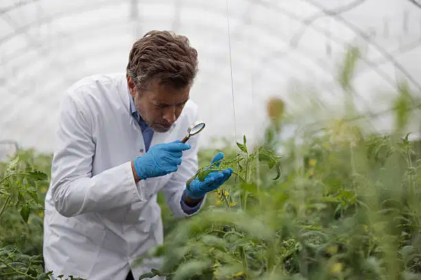 2026 年 6 月联合国化肥食品安全最新消息:供应风险适中