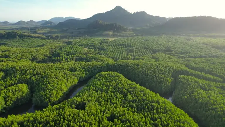 Nordic Tall Oil: una materia prima renovable independiente de Ormuz para la industria química